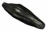 Fossil Sperm Whale (Scaldicetus) Tooth - South Carolina #185986-1